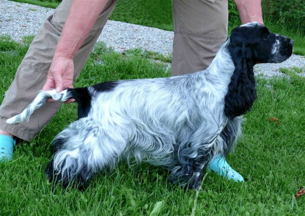 Engl. Cocker Spaniel des Jahres 2006, Dt.Ch. Klub und VDH, Bundes-Siegerin 2006, VDH-Jahrhundertsiegerin, Klubschau-Siegerin 2006 und 2007, Klub-Jahressiegerin 2007, Dt.Jgd.Ch. CACIB, BOB, BIG, BIS